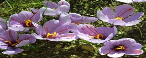 مرکز تحقیقات فلسفه و تاریخ پزشکی